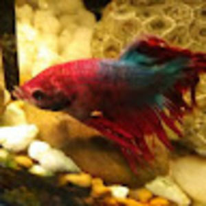 Meet your Posher, Kevin